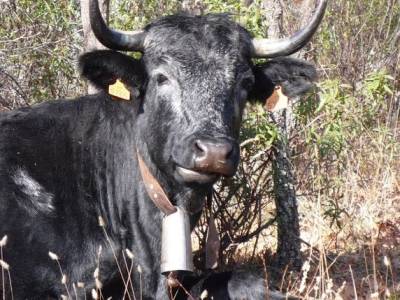 Senderismo Sierra Norte Madrid - Belén Viviente de Buitrago; senderismo en guipuzcoa